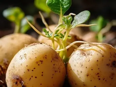 Die 1-Zentimeter-Regel: Wann keimende Kartoffeln wirklich gefährlich werden